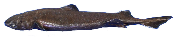 Centroscyllium fabricii_06.jpg